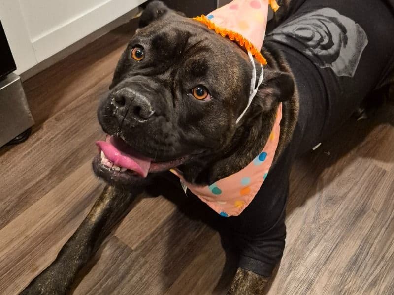 Cane Corso 2 years 1 month old female large named Zella for breeding in Rowan County, North Carolina | Petmeetly