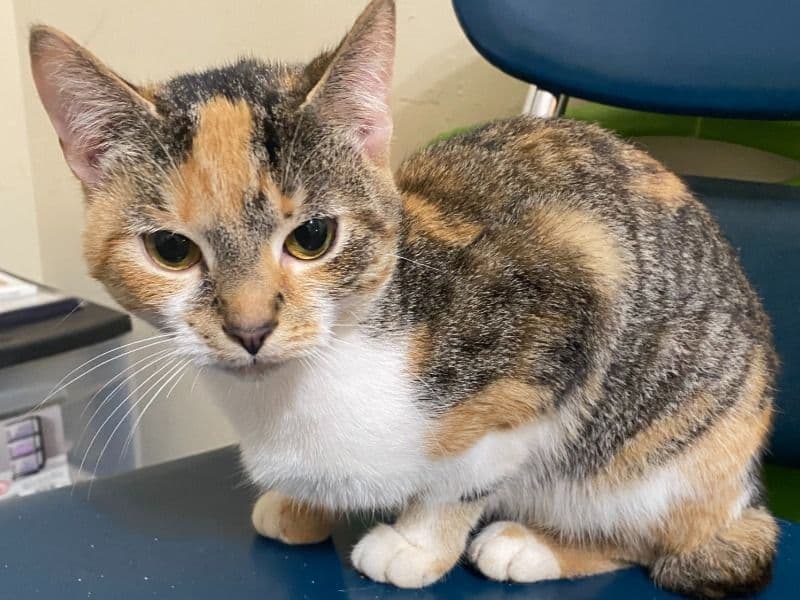 American Bobtail 1 year old female named Marvel for sale in Guilford County, North Carolina | Petmeetly