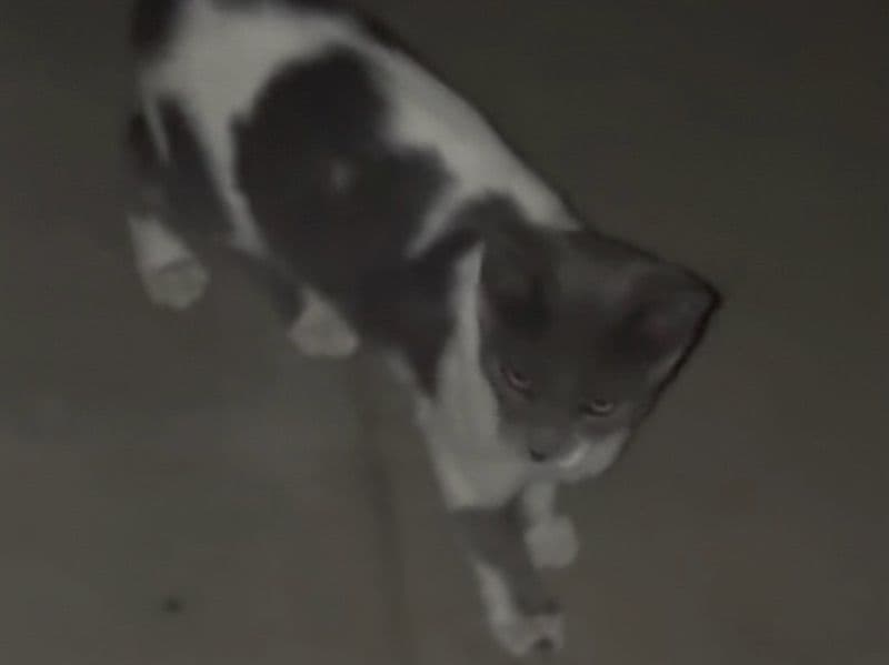 Mr. Meowsters - Domestic Shorthair | Petmeetly