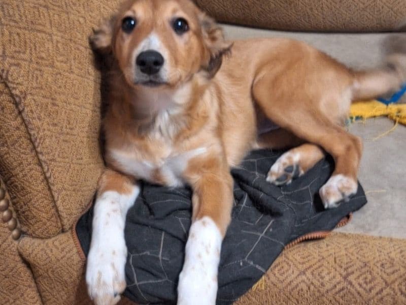 English Shepherd 3 months old female medium named Rosie for sale in Hampden County, Massachusetts | Petmeetly