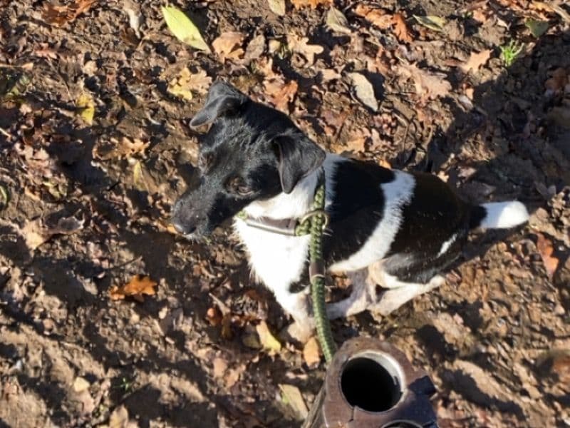 Jack Russell Terrier 2 years 4 months old male medium named Guinness for breeding in Somerset, England | Petmeetly
