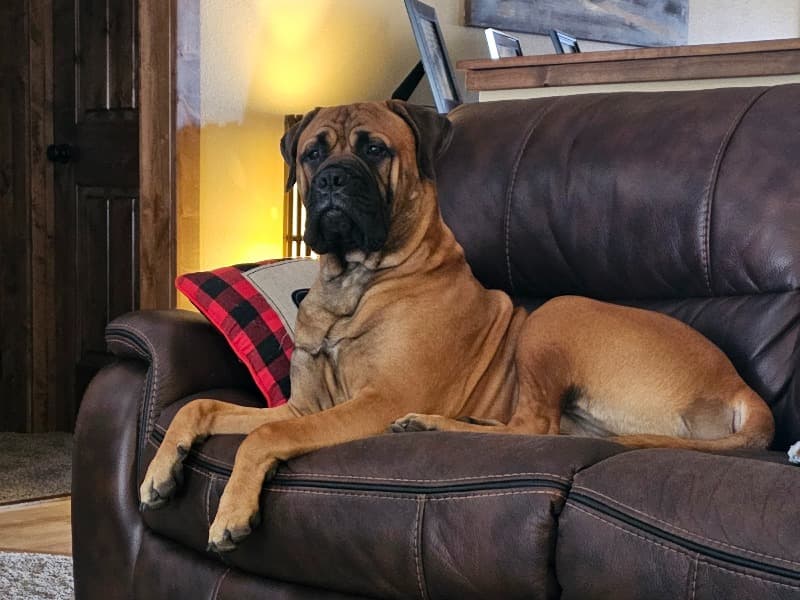 Odin primary photo