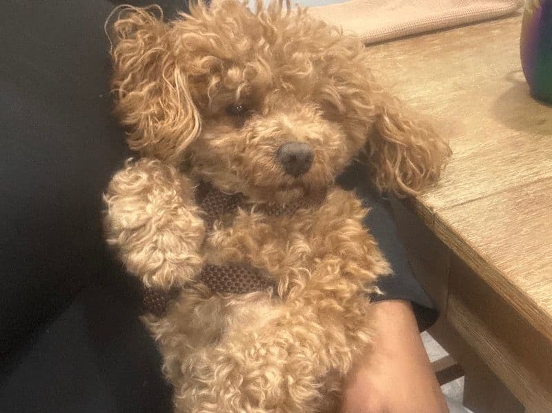 Miniature Poodle 4 years 4 months old male small named Benjamin for breeding in Northampton County, Pennsylvania | Petmeetly