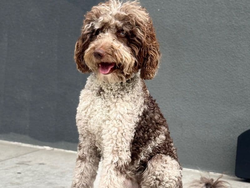 Benji primary photo