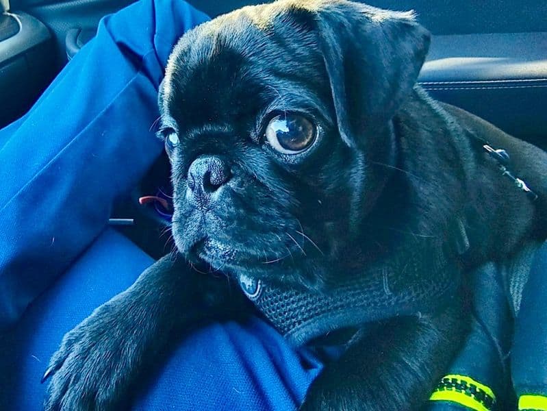 Pug 1 year 7 months old male small named Apollo for breeding in Hunterdon County, New Jersey | Petmeetly