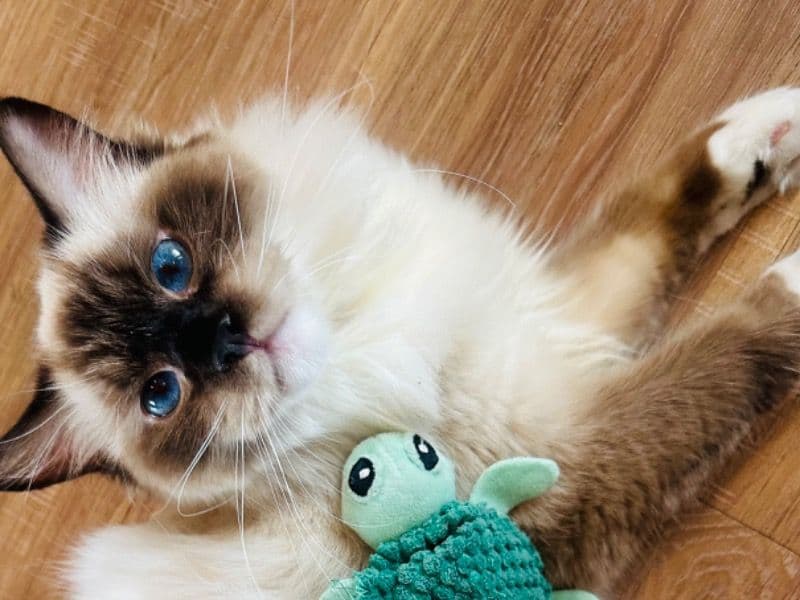 Ragdoll 1 year 4 months old female named Princess Cloud for breeding in Maricopa County, Arizona | Petmeetly