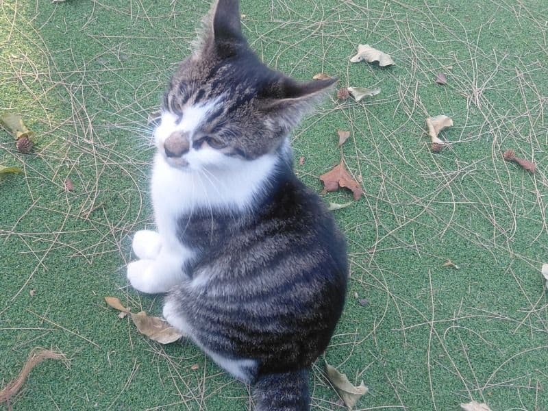 Milo - Domestic Shorthair | Petmeetly
