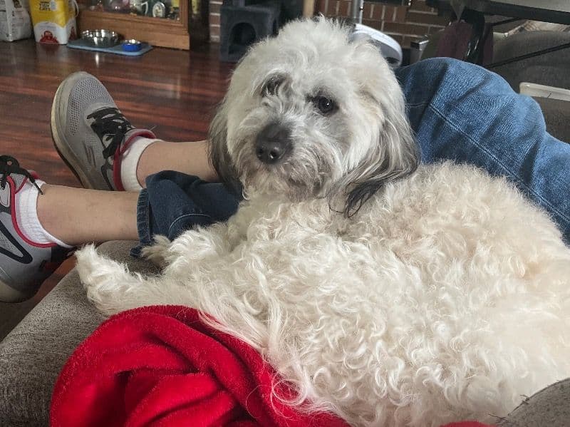 Maltipoo 2 years 10 months old female small named Trixie for breeding in Snohomish County, Washington | Petmeetly