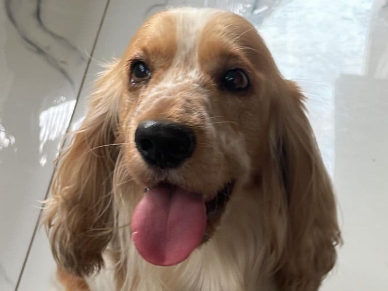 Sparky primary photo