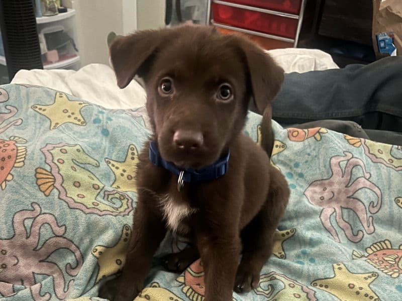 German Sheprador 3 months old male small named Bandit for sale in Sandusky County, Ohio | Petmeetly