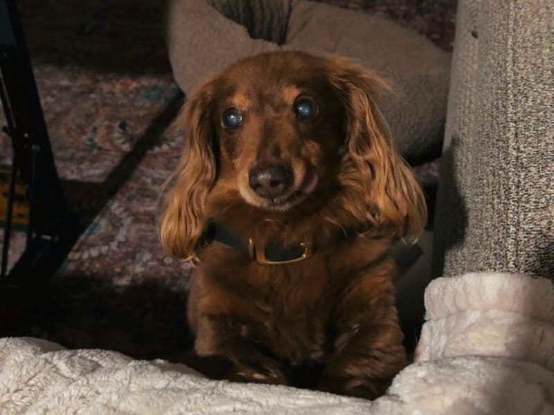 Mr.wiener primary photo