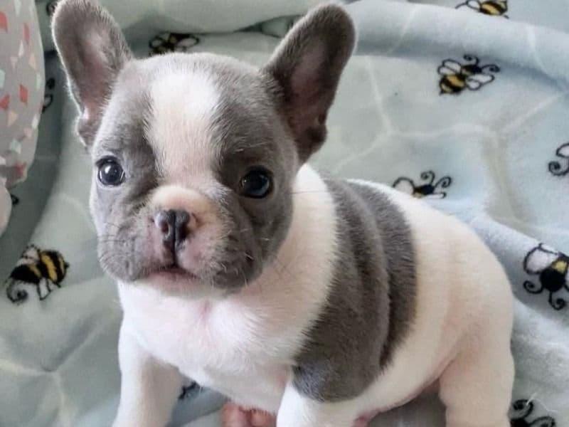 French Bulldog 1 year 4 months old female small named Gigi for adoption in Santa Clara County, California | Petmeetly