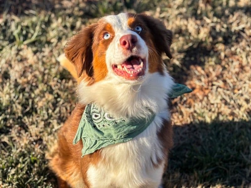 Australian Shepherd 3 years 7 months old female medium named Aspen for breeding in Catawba County, North Carolina | Petmeetly