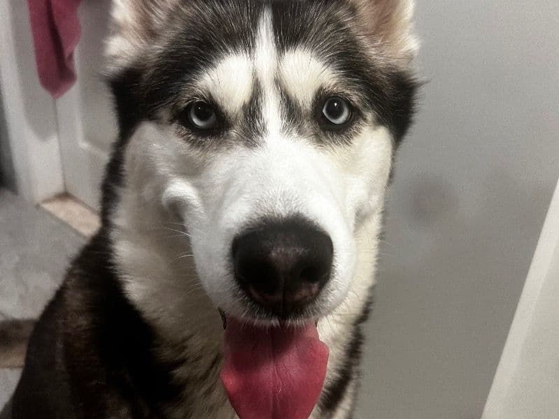 Maya primary photo
