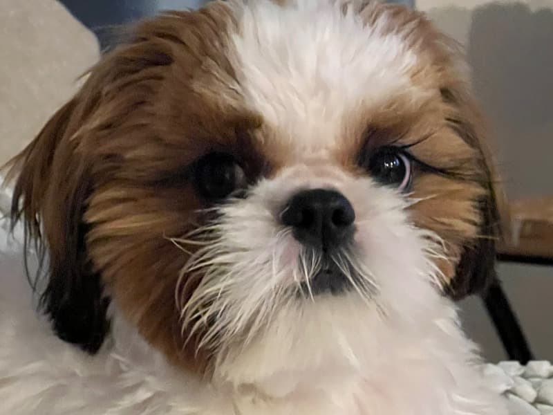 Shih Tzu 3 years 6 months old male small named Toto for breeding in Collier County, Florida | Petmeetly