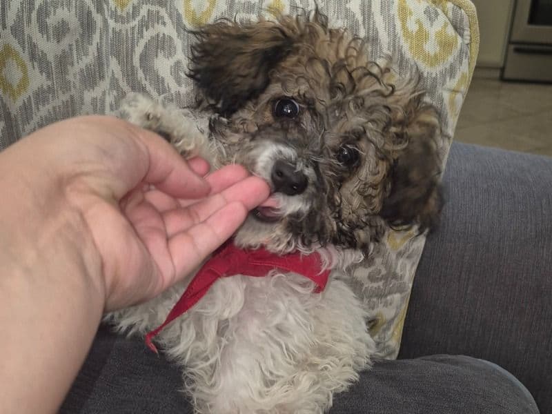 Miniature Poodle 6 months old male small named Leo for breeding in Clark County, Nevada | Petmeetly