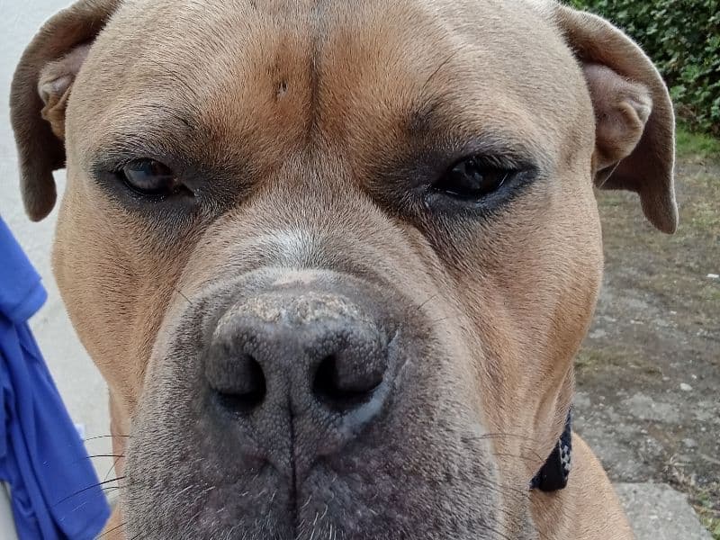 American Bully 1 year 11 months old male large named Boi for breeding in King County, Washington | Petmeetly