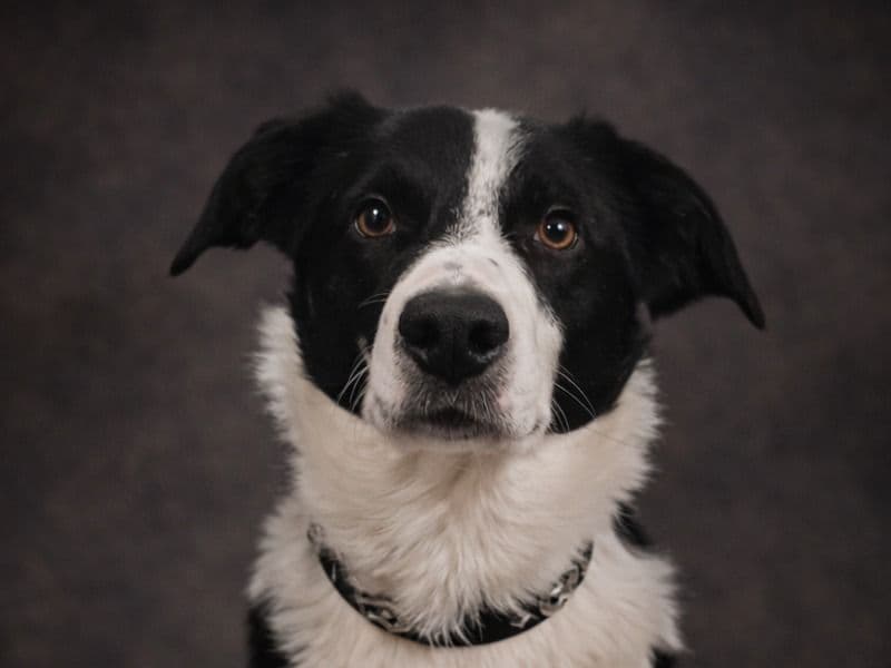 Border Collie 4 years old male medium named Levi for breeding in King County, Washington | Petmeetly
