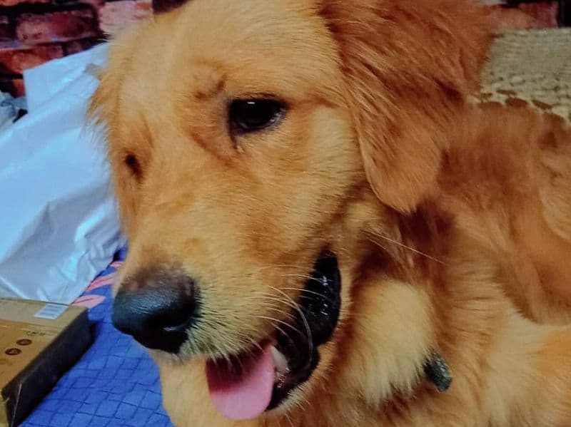 English Golden Retriever 2 years 3 months old male large named Rocso for breeding in Bangalore Division, Karnataka | Petmeetly