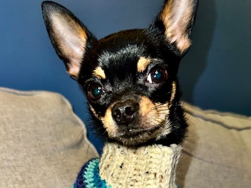 Chihuahua 1 year 5 months old male small named Timon for breeding in Greater London, England | Petmeetly