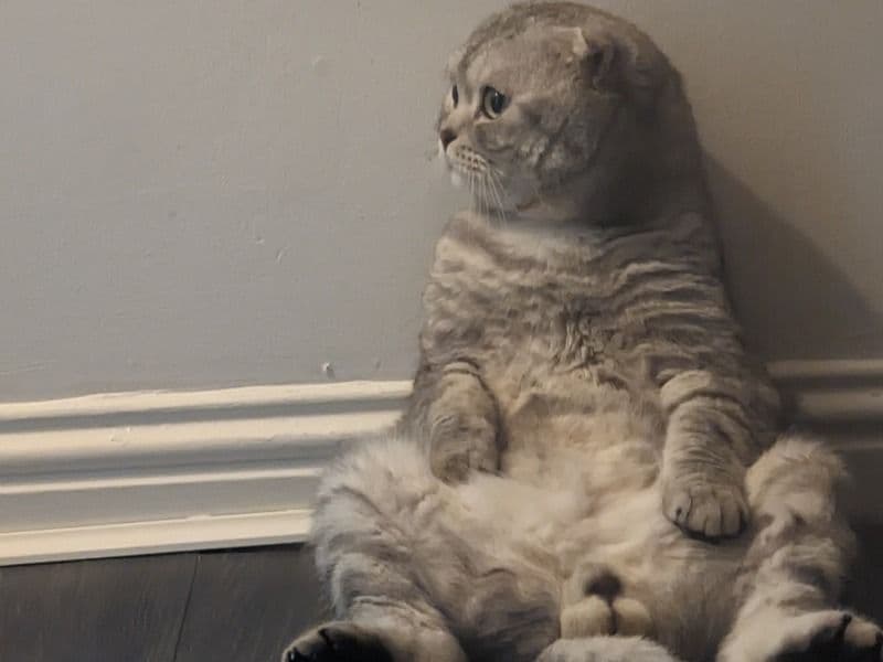 Scottish Fold 5 years old male named Snow for breeding in Greater London, England | Petmeetly
