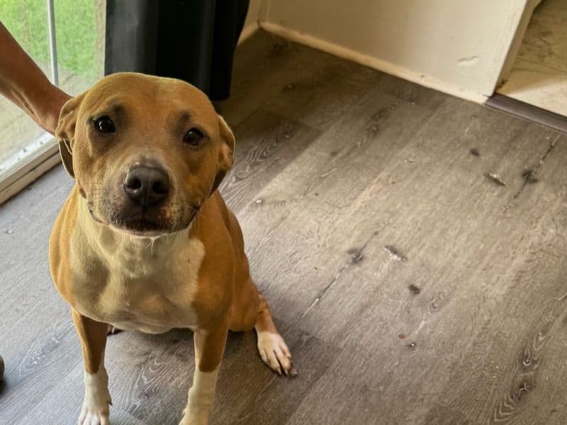 Cinnamon - American PitBull Terrier | Petmeetly