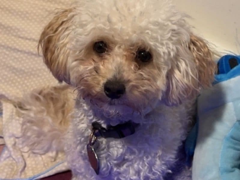 Nugget primary photo