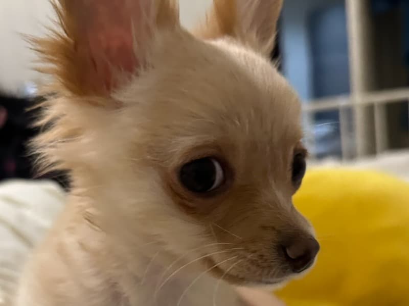 Chihuahua 1 year old female small named Cherry for breeding | Petmeetly