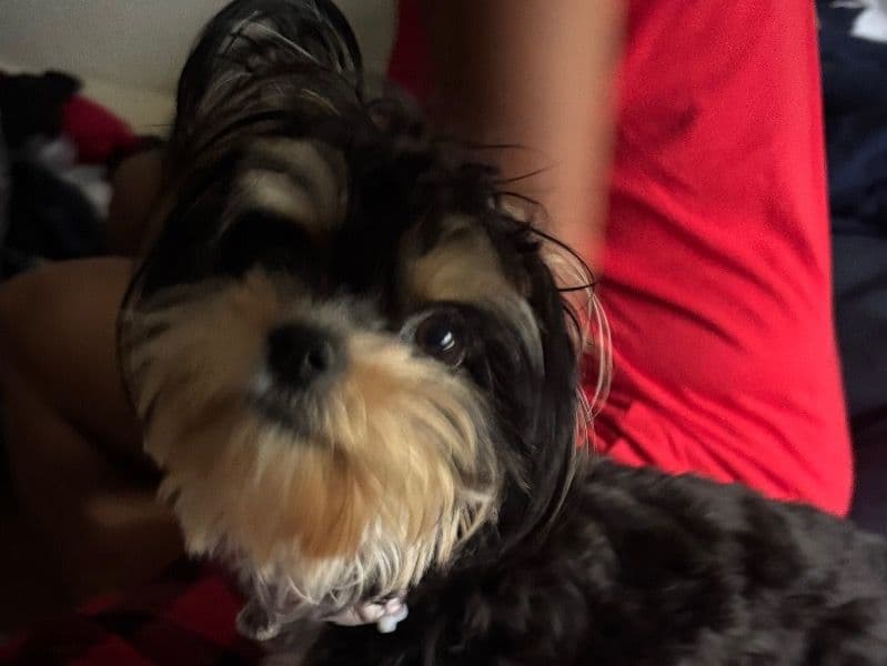 Yorkshire Terrier 1 year old female small named Genie for breeding in San Joaquin County, California | Petmeetly