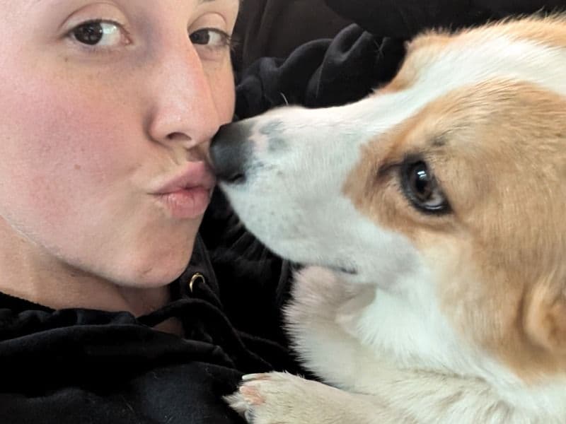Corgi 3 years old female medium named Denali for breeding in King County, Washington | Petmeetly
