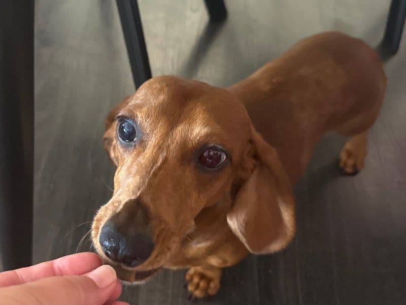 Dachshund 5 years 4 months old female small named Krum for breeding in Bayside Council, New South Wales | Petmeetly