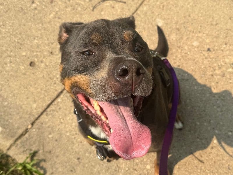 Chief - American PitBull Terrier | Petmeetly