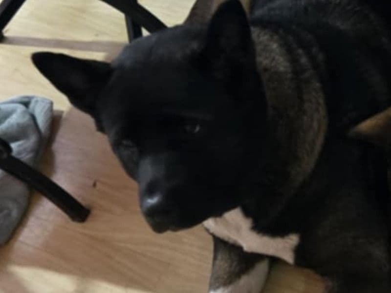 American Akita 2 years old female large named Monte for breeding in Audrain County, Missouri | Petmeetly