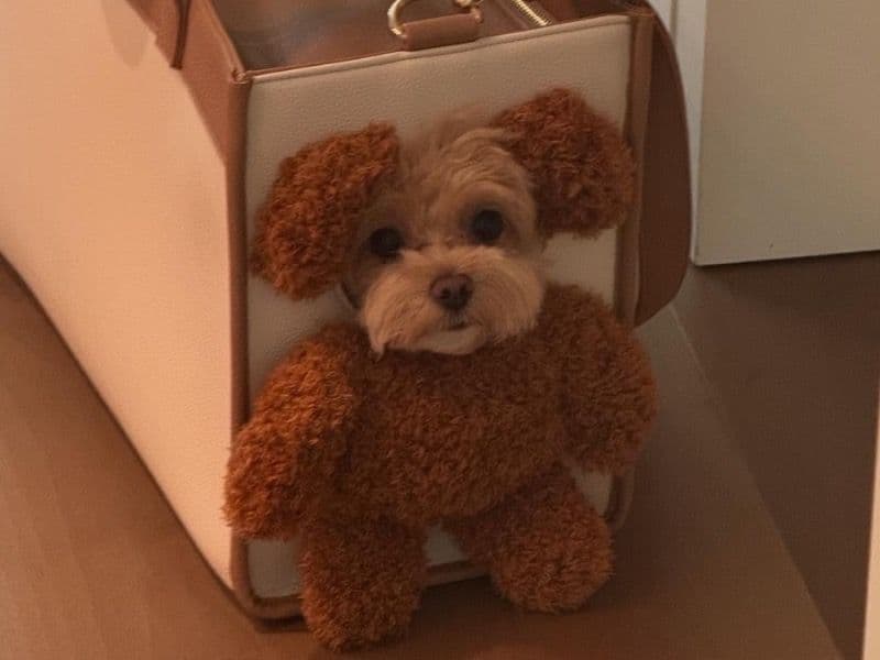 Maltese 4 years old female medium named Churro for breeding in New York, New York | Petmeetly