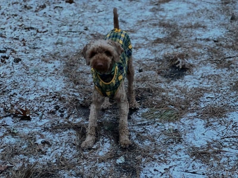 Labradoodle 2 years 11 months old male medium named Bruin for breeding in Barnstable County, Massachusetts | Petmeetly