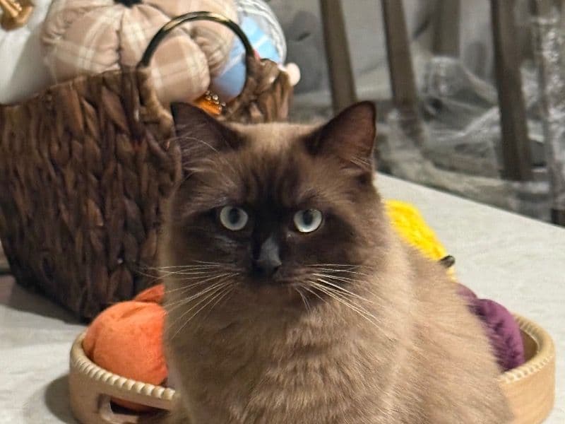 Pumpkin - Ragdoll | Petmeetly