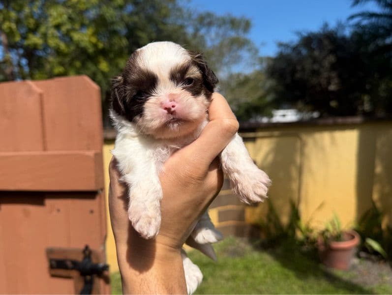 Shih Tzu 1 month old male small named Bleu for sale in Miami-Dade County, Florida | Petmeetly