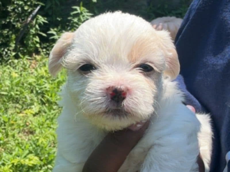 You Name - Morkie | Petmeetly