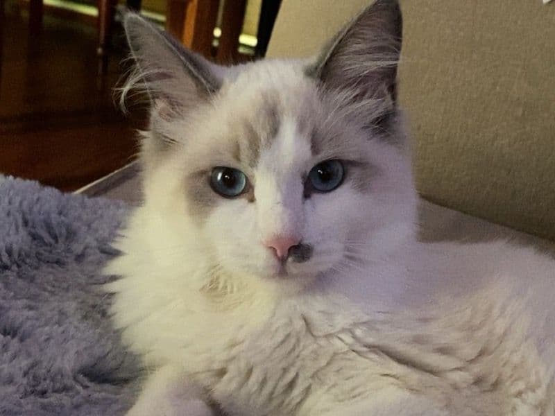 Lulu primary photo