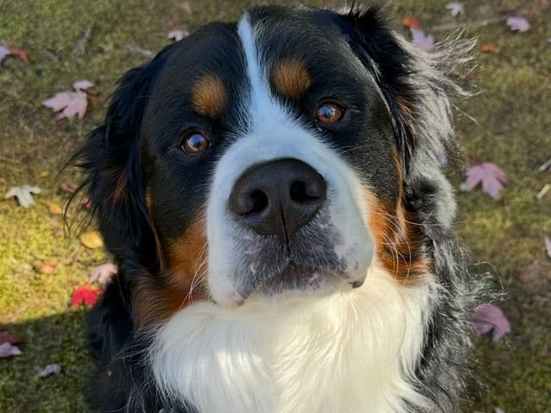 Teddy primary photo