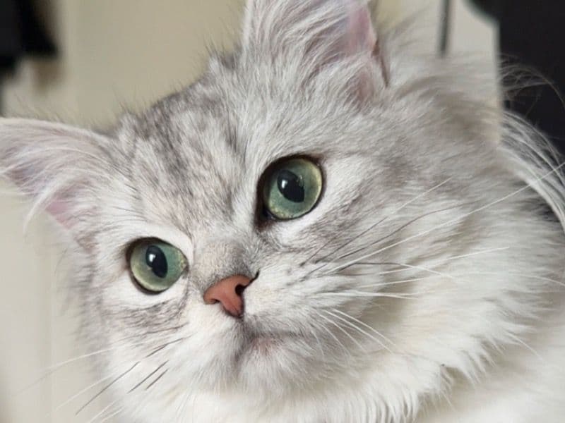 Marshmallow primary photo