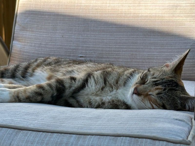 Nala primary photo