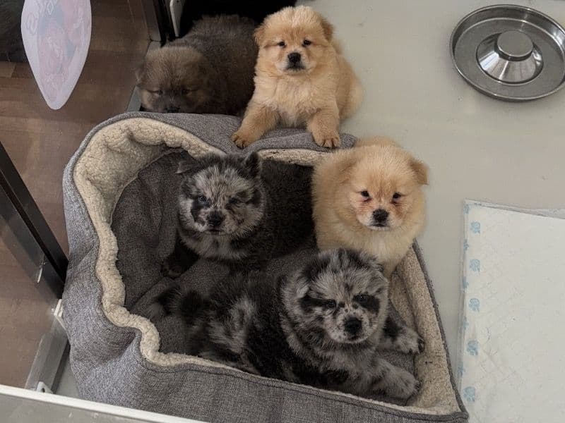 Chow Chow 5 months old male medium named Litter for sale in Merseyside, England | Petmeetly
