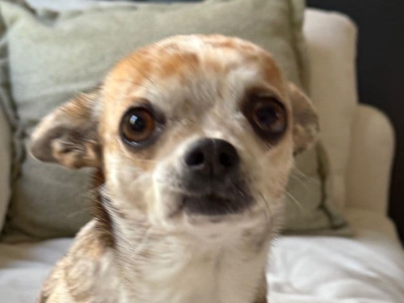 Chihuahua 10 years 2 months old female small named Mila for breeding | Petmeetly