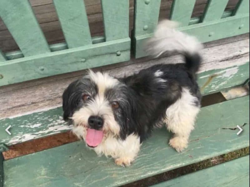 Buddy primary photo