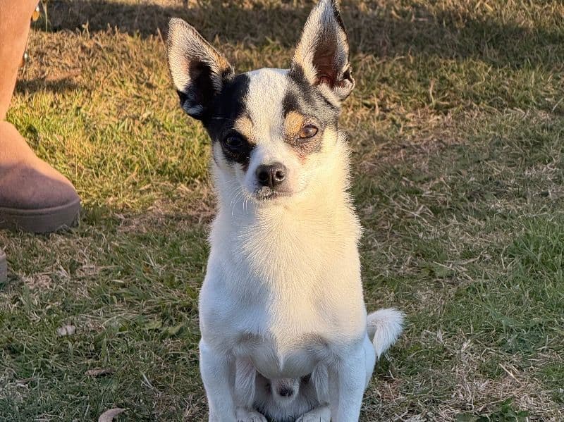 Chihuahua 1 year 11 months old male small named Diego for breeding in Mornington Peninsula Shire, Victoria | Petmeetly