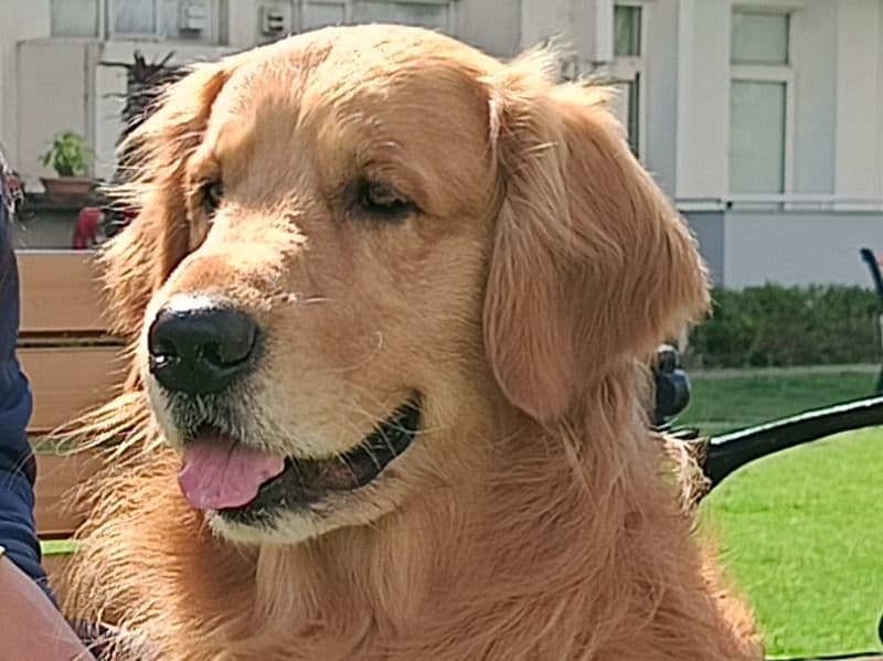 Golden Retriever 3 years 6 months old male large named Pluto for breeding in Ropar Division, Punjab | Petmeetly