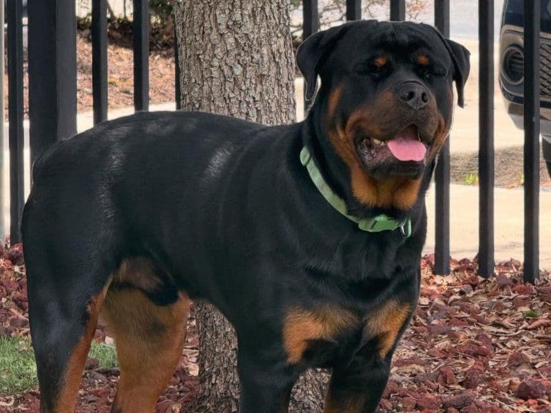 German Rottweiler 1 year 4 months old male large named Klaus for breeding in Orange County, Florida | Petmeetly