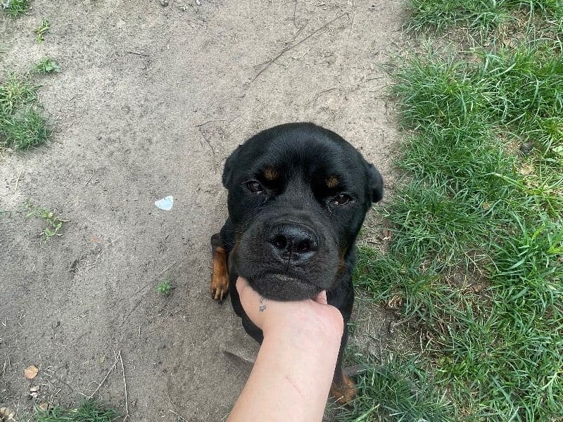 Rottweiler 2 years 8 months old male medium named Barney for sale in Harris County, Texas | Petmeetly