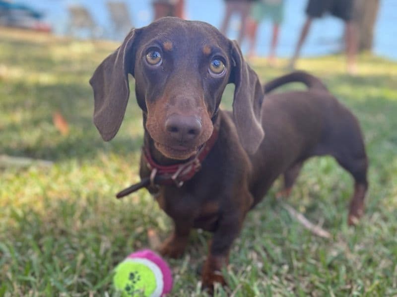 Pablo primary photo